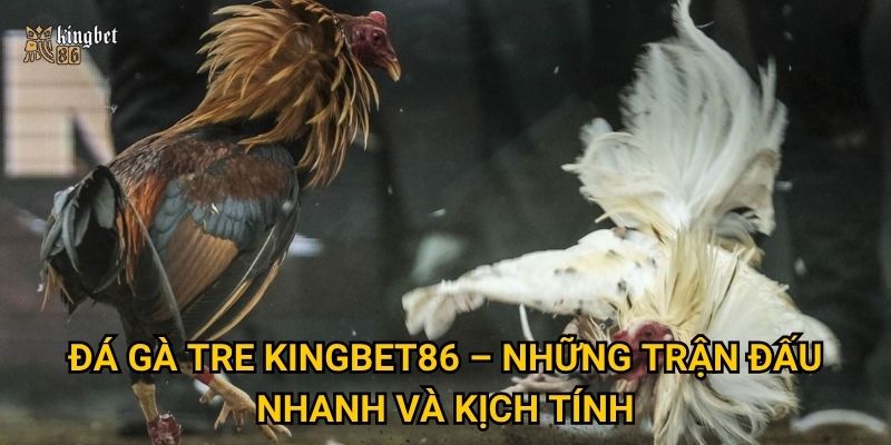 Đá gà tre Kingbet86 – Những trận đấu nhanh và kịch tính