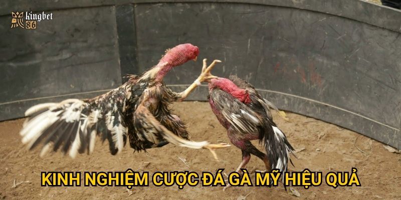 Kinh nghiệm cược đá gà Mỹ hiệu quả