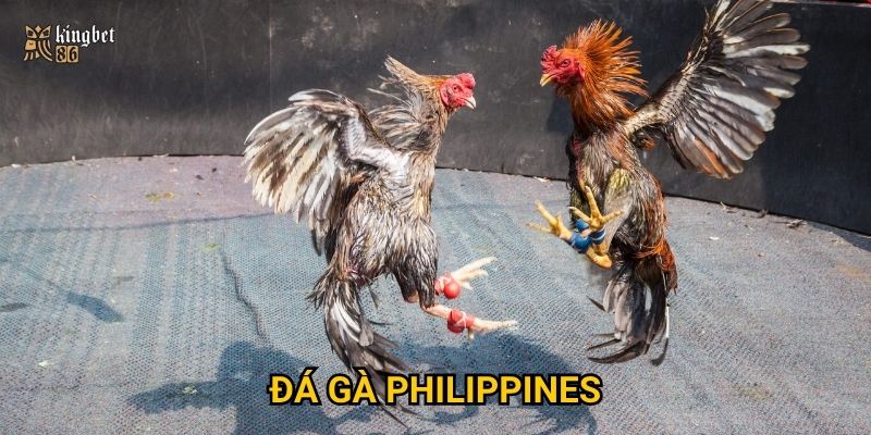 Đá gà Philippines Kingbet86 – Nơi hội tụ những trận đấu mãn nhãn?