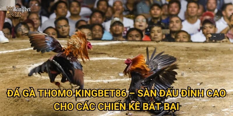 Đá gà Thomo Kingbet86 – Sàn đấu đỉnh cao cho các chiến kê bất bại